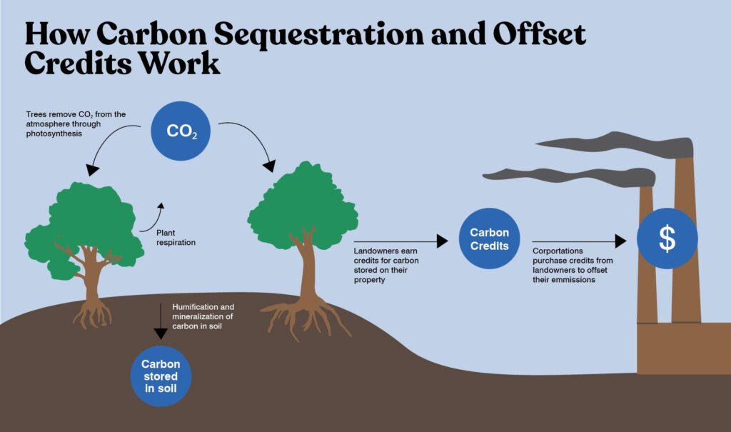 Comprehensive Carbon Offset Programs